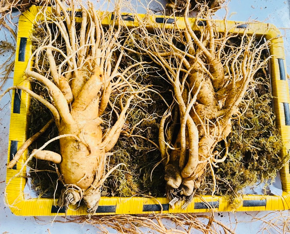 Sâm Tươi Đặc Biệt Hàn Quốc 2 Củ 1 kg