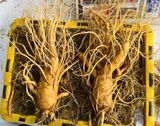  Sâm Tươi Đặc Biệt Hàn Quốc 2 Củ 1 kg 