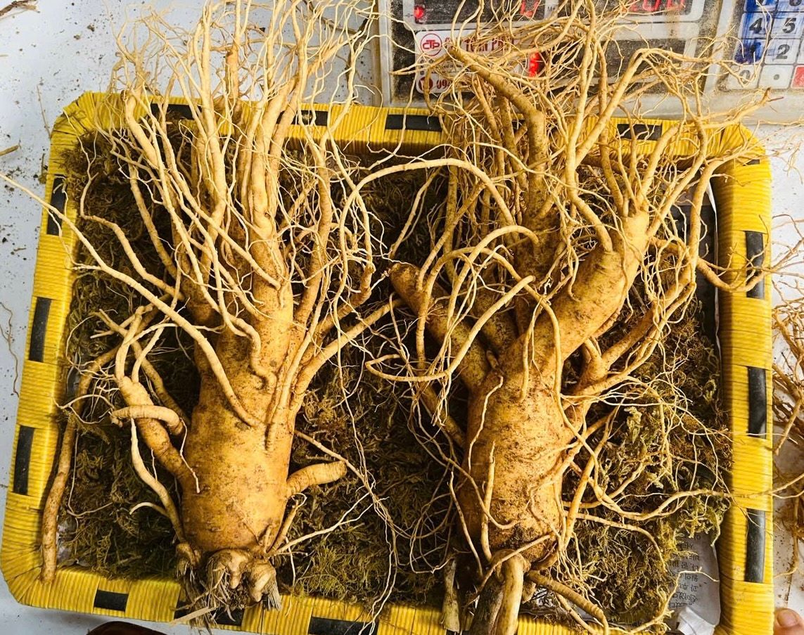  Sâm Tươi Đặc Biệt Hàn Quốc 2 Củ 1 kg 