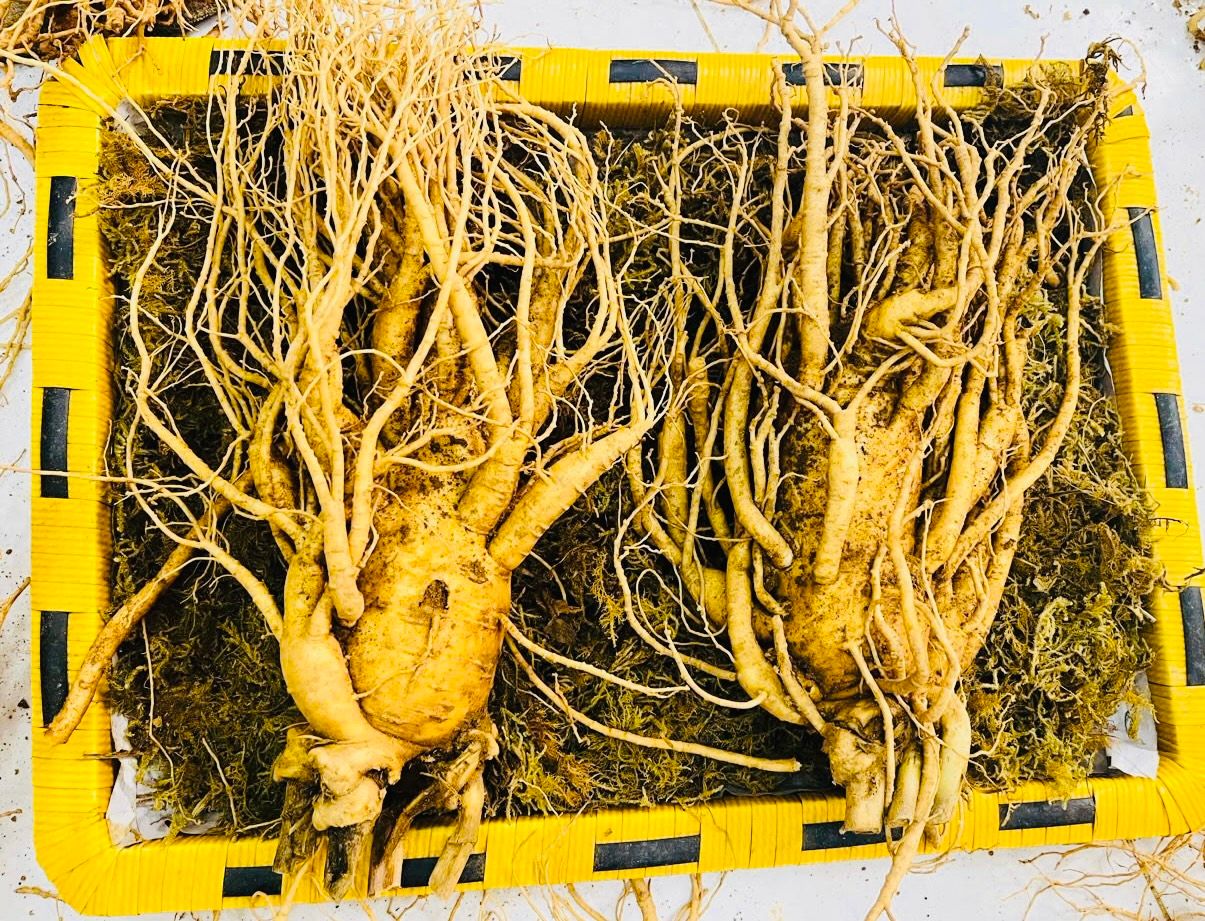 Sâm Tươi Đặc Biệt Hàn Quốc 2 Củ 1 kg