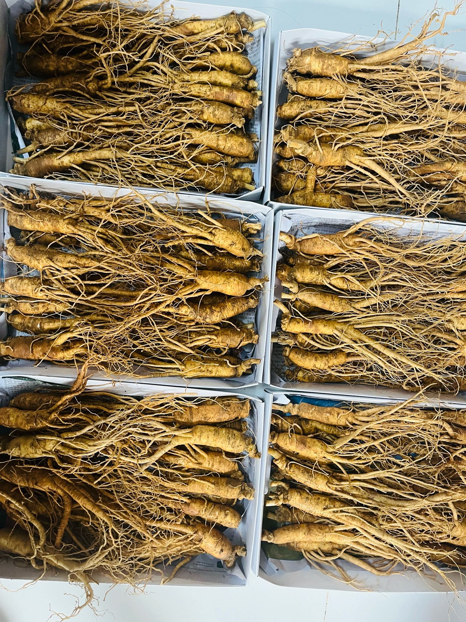 Sâm tươi Hàn Quốc Hầm Gà 20-30 củ/kg