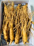  Sâm Tươi Hàn Quốc 8 củ/kg 