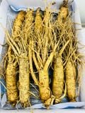  Sâm Tươi Hàn Quốc Từ 10 Đến 12 Củ/kg 