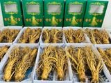  Sâm Tươi Hàn Quốc 5 Củ/kg 