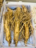  Sâm Tươi Hàn Quốc 6 Củ/kg 