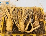  Sâm Tươi Hàn Quốc 3 Củ/kg 6 Năm Tuổi 
