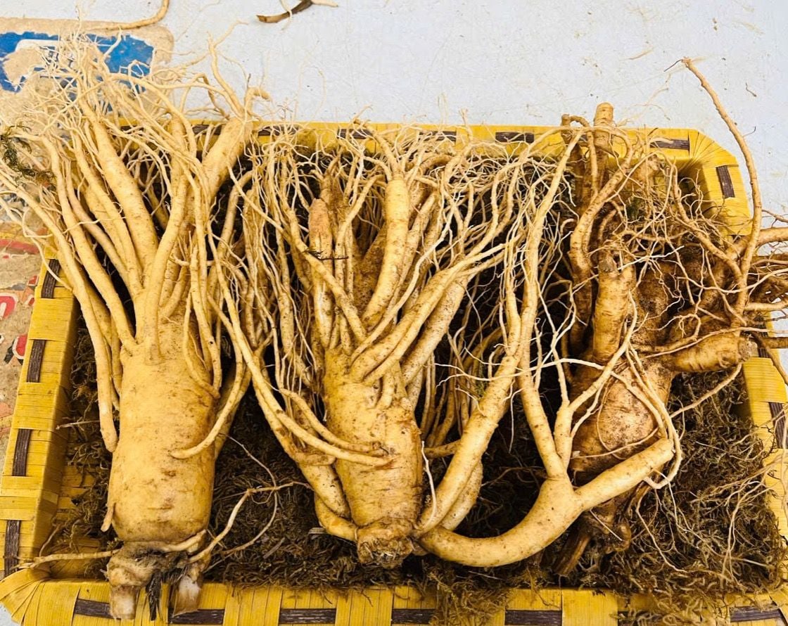  Sâm Tươi Hàn Quốc 3 Củ/kg 6 Năm Tuổi 