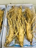  Sâm Tươi Hàn Quốc 6 Củ/kg 