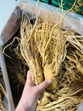 Sâm Tươi Hàn Quốc 4 Củ/kg 
