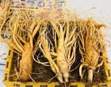  Sâm Tươi Hàn Quốc 3 Củ/kg 6 Năm Tuổi 