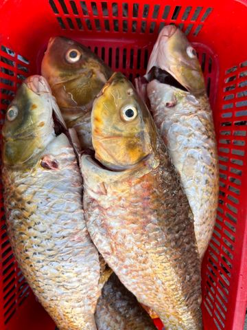  Cá Chép Sông Tự Nhiên 