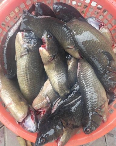  Cá Rô Đồng Tự Nhiên 