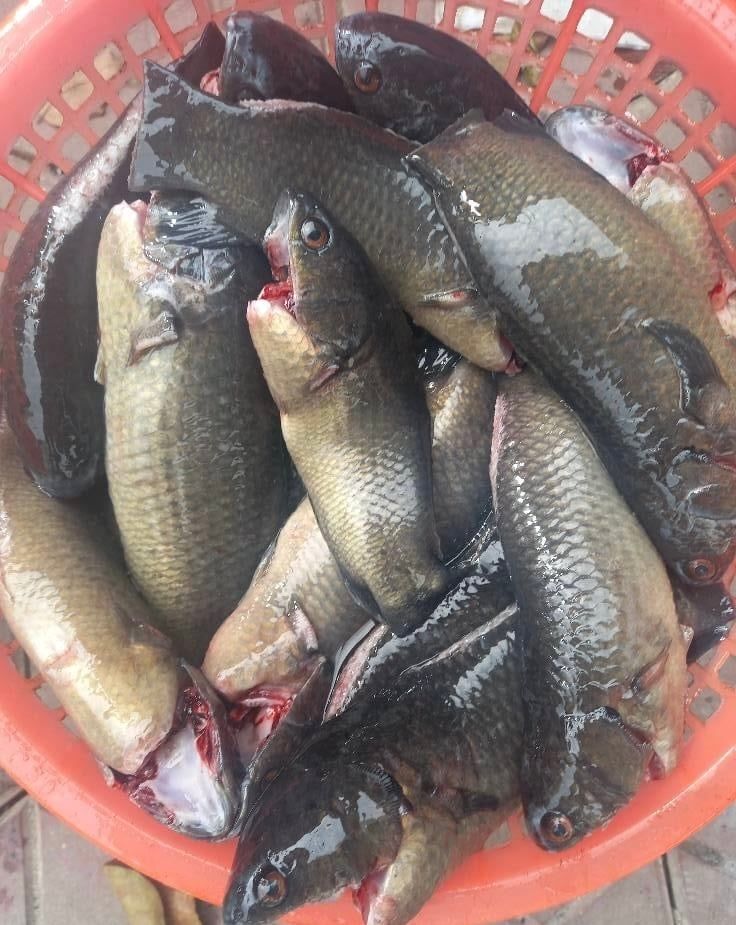 Cá Rô Đồng Tự Nhiên