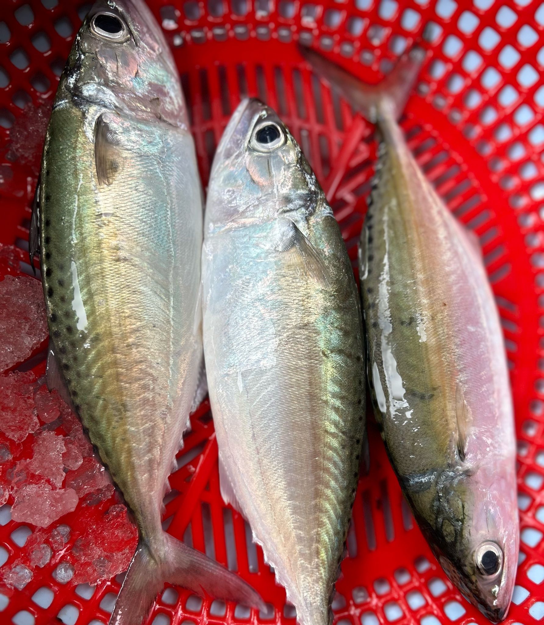 Cá Bạc Má Tươi Ngon