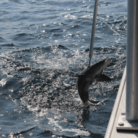 cá bớp tươi sống 