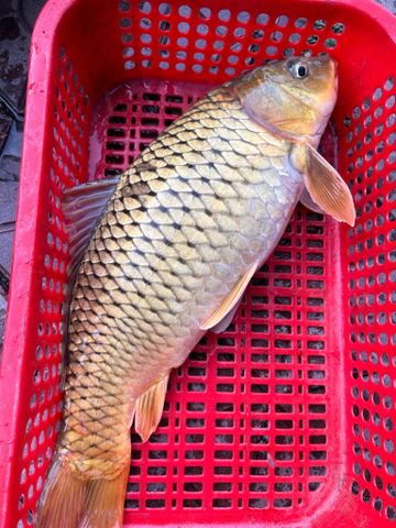  Cá Chép Sông Tự Nhiên 