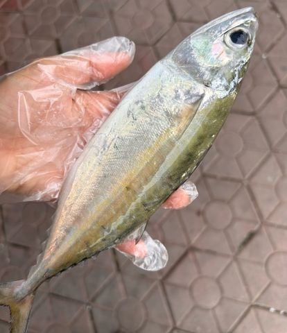  Cá Bạc Má Tươi Ngon 