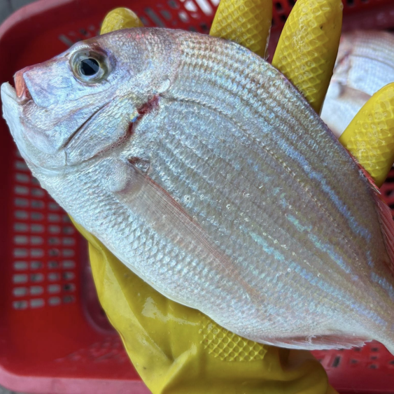 Cá Bánh Đường