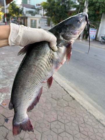  Cá Lăng 