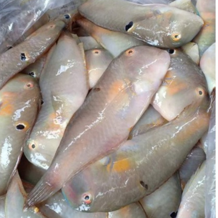 cá mó tươi vifood 