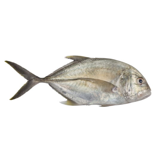 Cá Diễn Lão (Cá Ông Già)