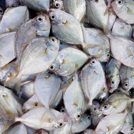 cát liệt nhớt tươi Vifood