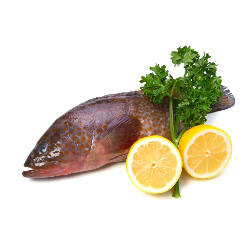 Cá Mú Biển Quảng Ngãi