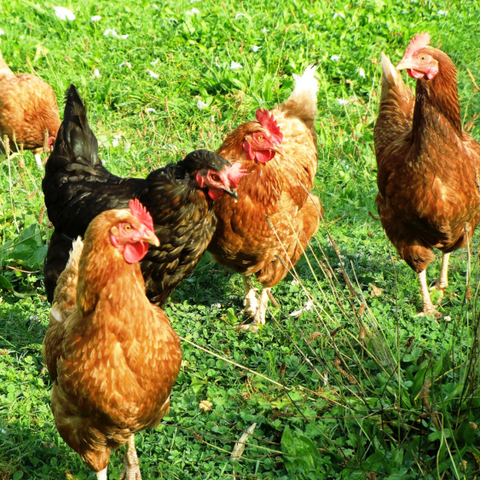 gà ta thả vườn tại Vifood 