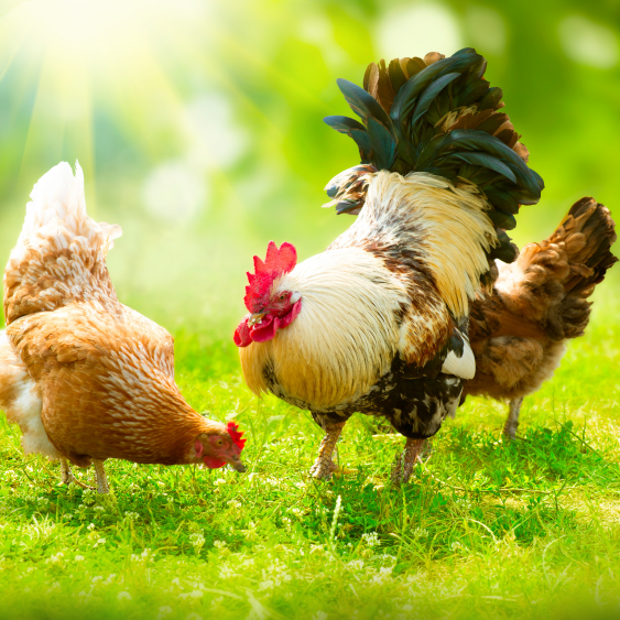 Gà Ta Thả Vườn