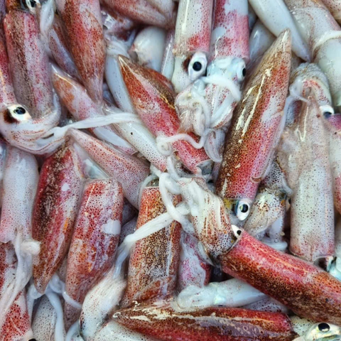 mực tươi 