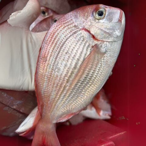 thịt cá bánh đường trắng, thơm, ít xương 