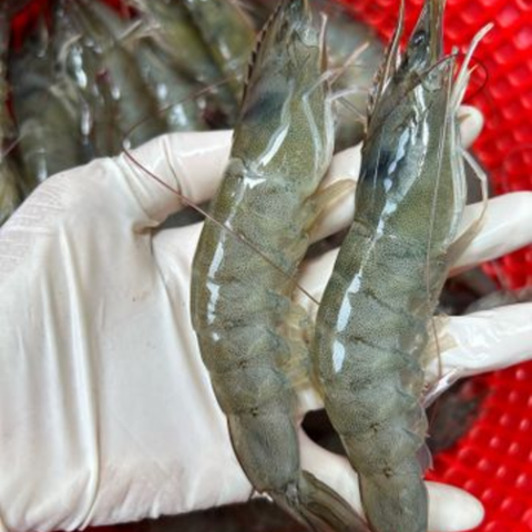 khay tôm thẻ sơ chế sạch 