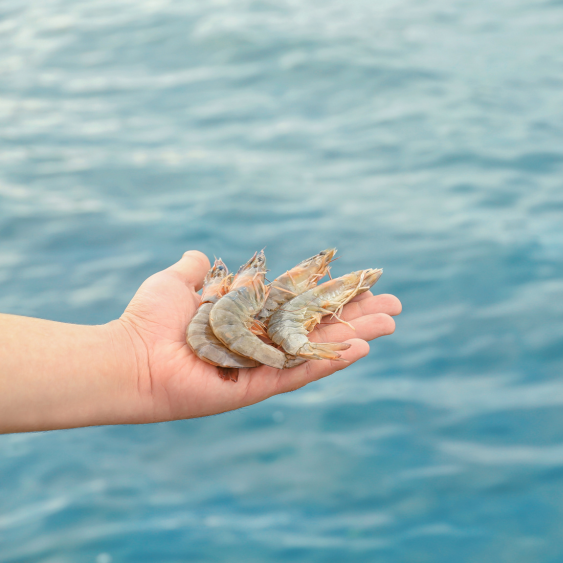 Tôm Thẻ Tươi Quảng Ngãi