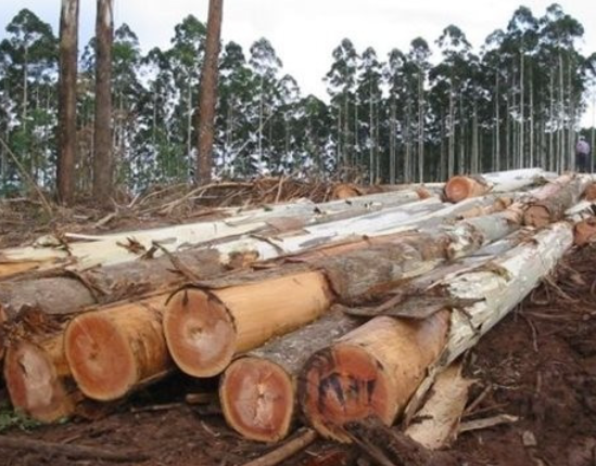 Gỗ bạch đàn Phi d100 x dài 3000mm