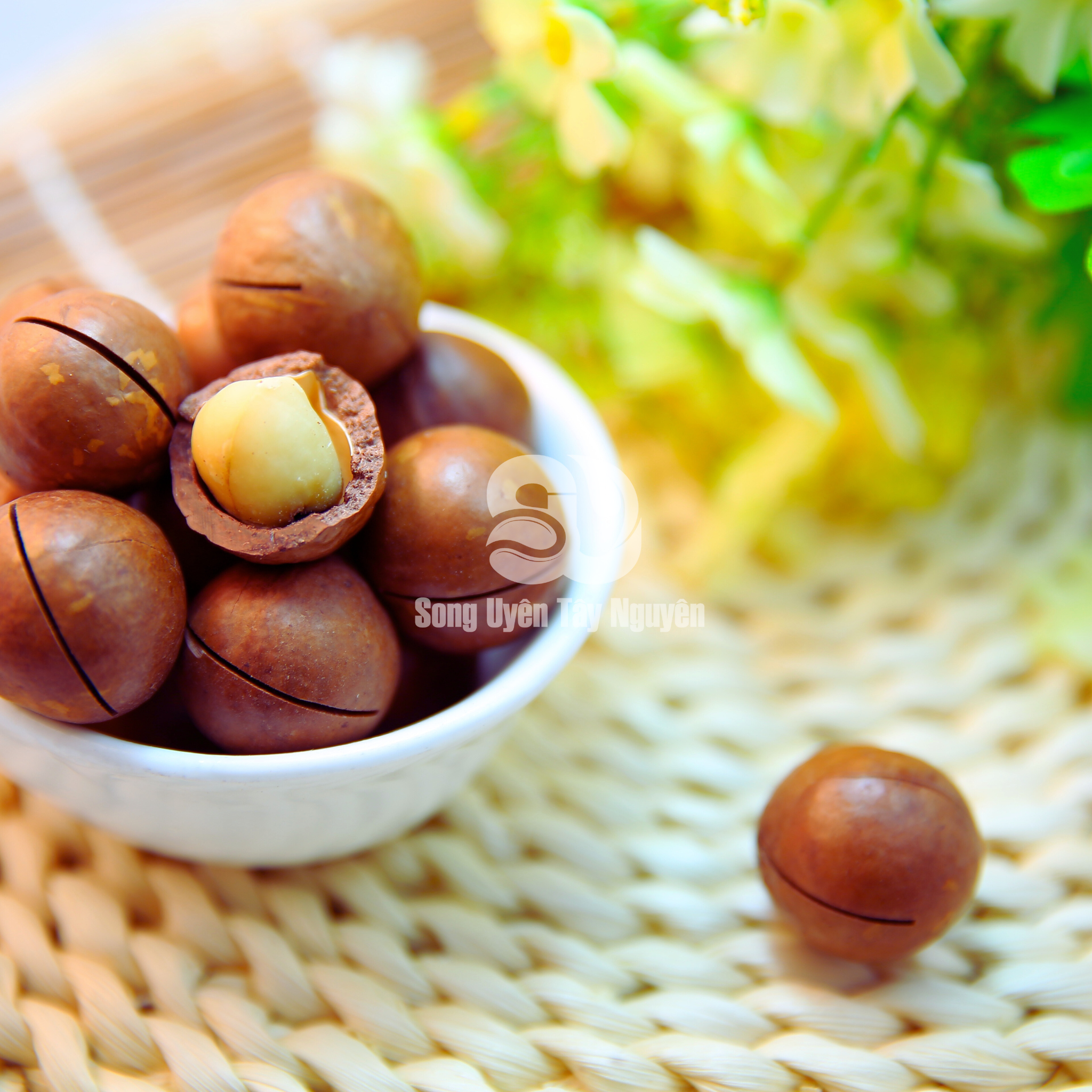 Hạt Macca SUTN Gia Lai – Song Uyên Tây Nguyên