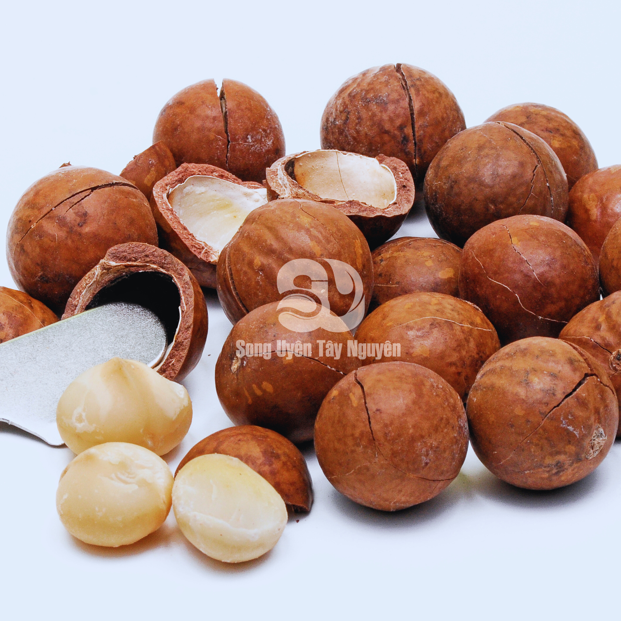 Hạt Macca SUTN Gia Lai – Song Uyên Tây Nguyên