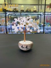 Cây Tài Lộc TA Trắng Mini