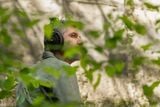 Tai nghe chụp tai Over Ear Open có dây Meze Audio 105 AER 