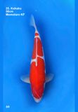  Kohaku 25 