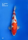  Kohaku 27 