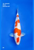  Kohaku 33 