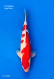  Kohaku 75 