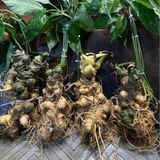  Sâm vùi rừng tự nhiên 100% LHHEVN-9088 