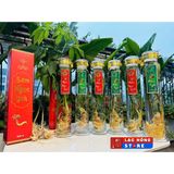  Rượu Sâm Ngọc Linh  LHADVN-9011 