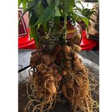  Sâm rừng Tây Bắc tự nhiên LHNHVN-9006 