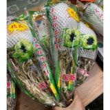  Hoa tuyết liên sơn LHNHVN-9007 