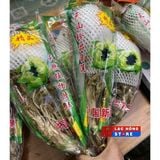  Hoa tuyết liên sơn LHNHVN-9007 