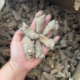  Củ tam thất hàng tự nhiên  LHNHVN-9008 