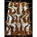  Sâm vùi đầu dài rễ tơ LHNHVN-9010 