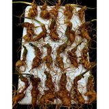  Sâm vùi đầu dài rễ tơ LHNHVN-9010 